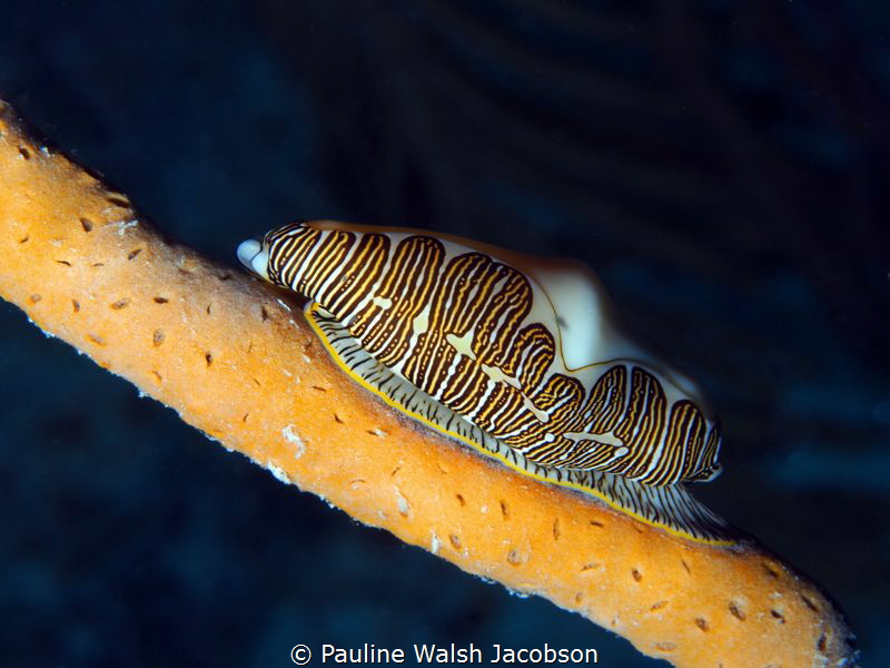 Fingerprint Cyphoma, Cyphoma gibbosum (was Cyphoma signat... by Pauline Walsh Jacobson 