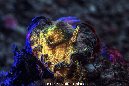 painted girgled glossodoris Lembeh by Deniz Muzaffer Gökmen 