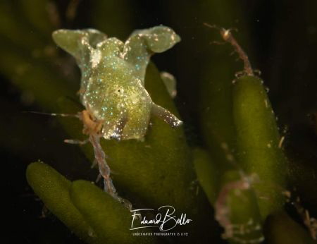 Green weed nudibranch (groene wierslak, Elysia viridis) m... by Eduard Bello 