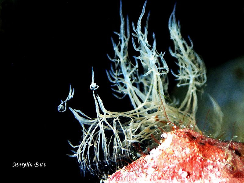 melibe colmani, one of the most sought after nudi's for p... by Marylin Batt 