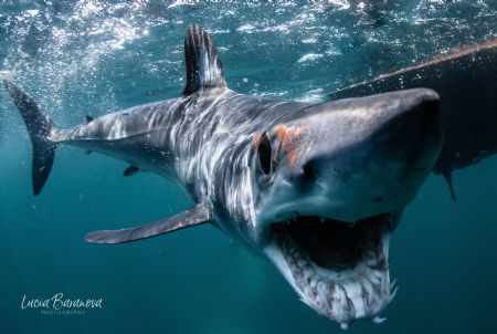 Curious shortfin Mako in Baja California smiling for the ... by Lucia Baranova 
