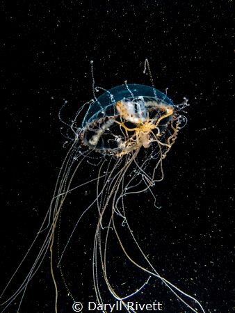 Jellyfish with symbiotic fish inside, taken on a Blackwat... by Daryll Rivett 