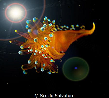 Macro janolus by Scozio Salvatore 
