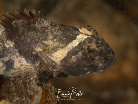 Ordinary, Enophrys Bubalis (zeedonderpad) by Eduard Bello 