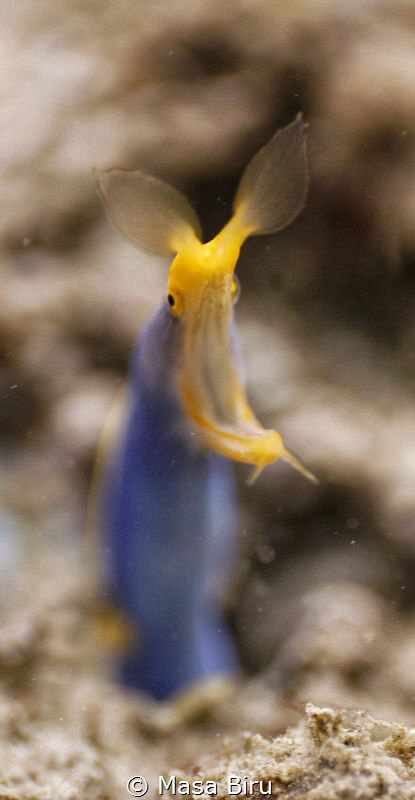 rainbow eel by Masa Biru 