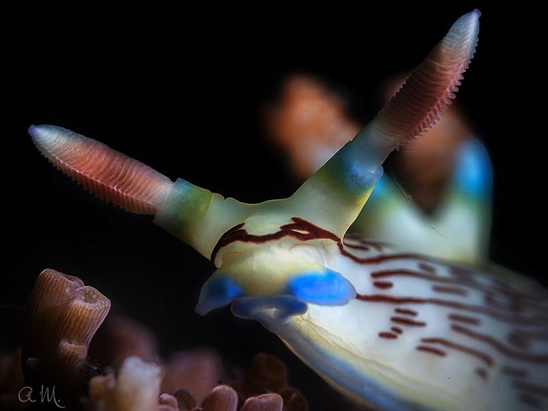Nembrotha Lineolata
Negros, Philippines by Aleksandr Marinicev 