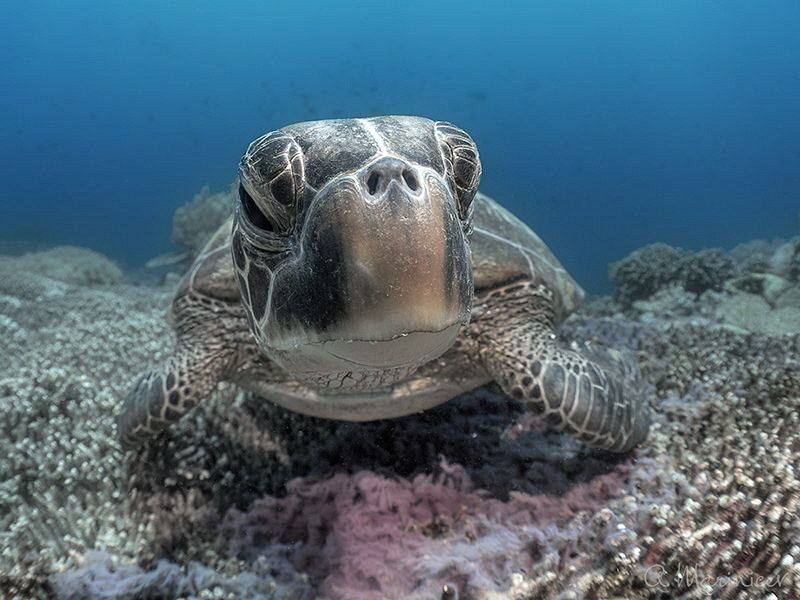 Green turtle (Chelonia mydas)
Negros, Philippines by Aleksandr Marinicev 