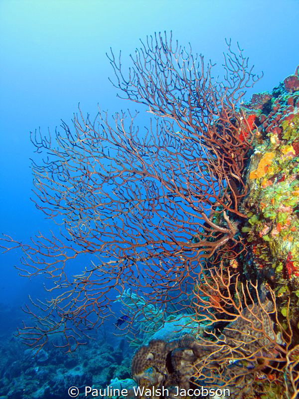 Deep Sea Fans, French Cap Island, U.S. Virgin Islands by Pauline Walsh Jacobson 