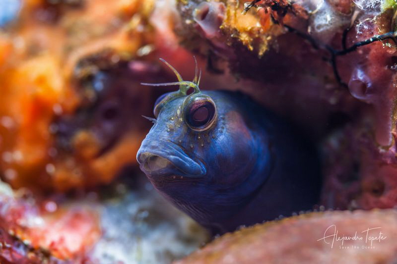 Blenny dark, Plataforma Tiburon México by Alejandro Topete 