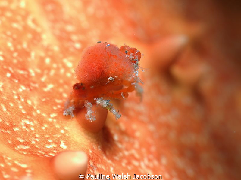 Tiny Sponge Decorator Crab on Cushion Sea Star, Blue Hero... by Pauline Walsh Jacobson 