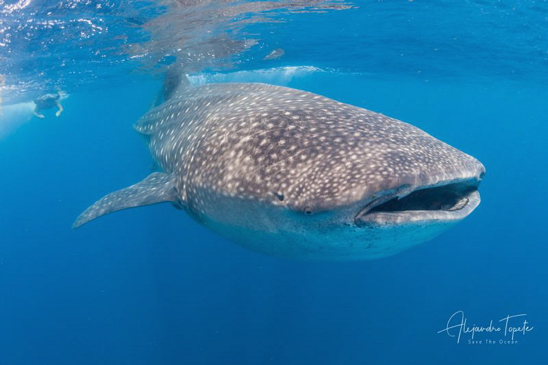 Whale shark and snorkeler, Isla Contoy Mexico by Alejandro Topete 