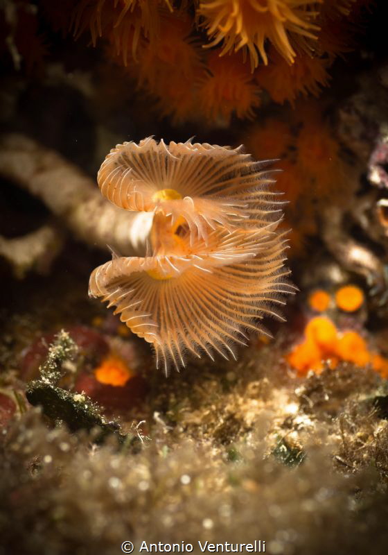 Protula Tubularia by Antonio Venturelli 