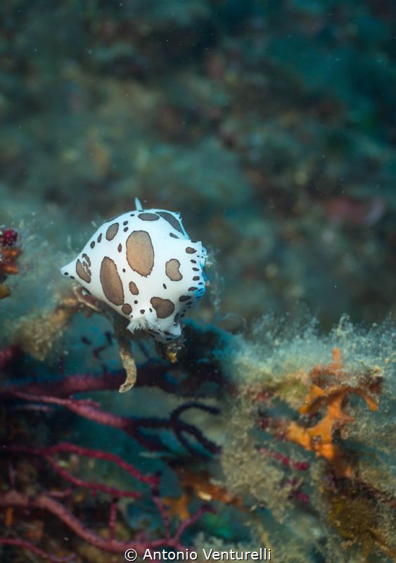Discodoris Atromaculata
(Canon 60 mm,1/125,f/4.5,iso100) by Antonio Venturelli 