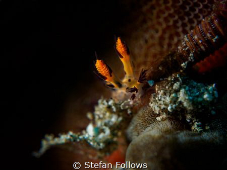 Skulker

Nudibranch - Dendronotus regius

Bali, Indon... by Stefan Follows 