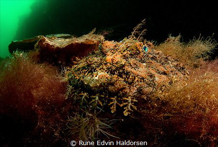 Anglerfish / Monkfiosh by Rune Edvin Haldorsen 