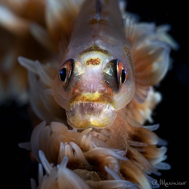 Whip Coral Goby by Aleksandr Marinicev 