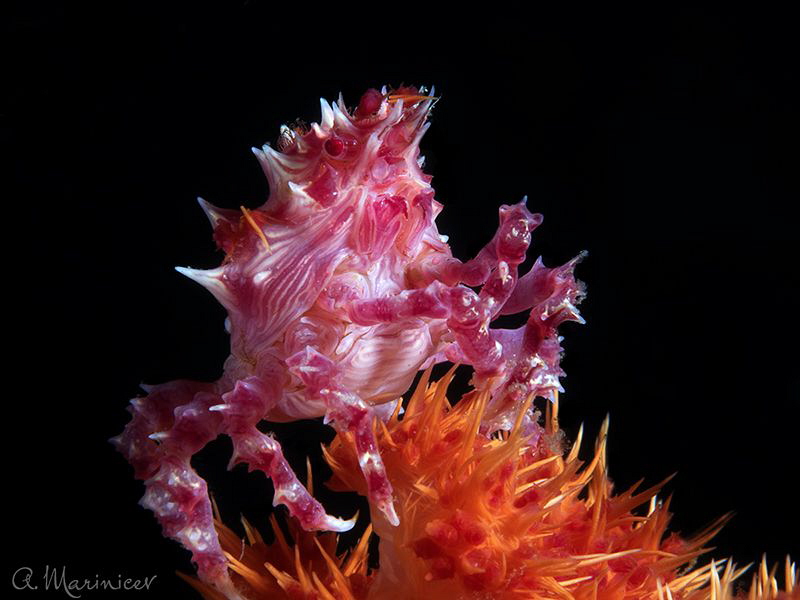 Candy crab by Aleksandr Marinicev 