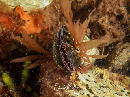 Common mussle, there a lot all around here. by Eduard Bello 