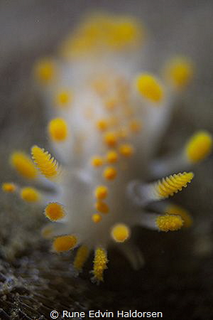 Limacia Clavigera With mitakon 4.5:1 supermacro by Rune Edvin Haldorsen 