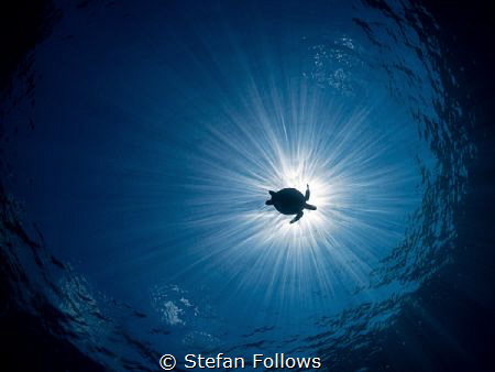 Up From The Skies

Hawksbill Turtle - Eretmochelys imbr... by Stefan Follows 