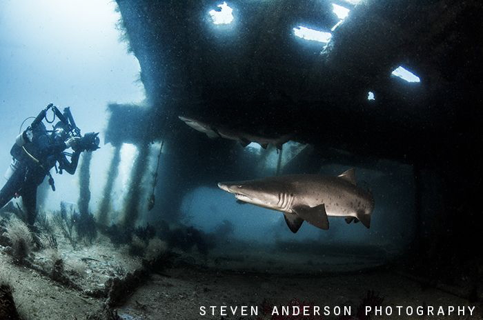 
This image was taken on the Aeolus off North Carolina. ... by Steven Anderson 