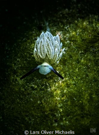 bad mood...
(Costasiella usagi) by Lars Oliver Michaelis 