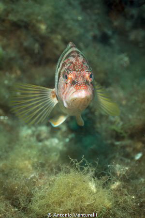 Serranus Cabrilla by Antonio Venturelli 