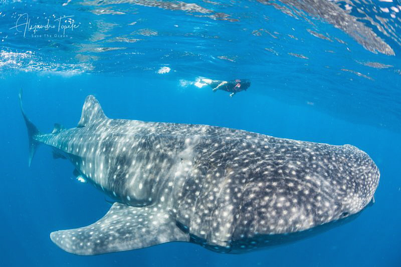 Whale Shark & Armando, Isla Contoy México by Alejandro Topete 