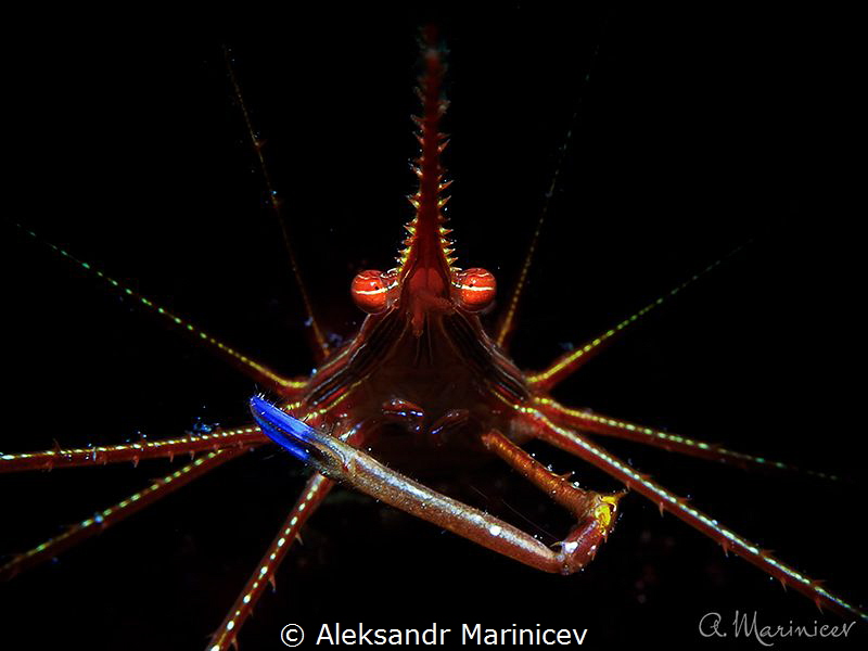 Yellowline Arrow Crab
Bonaire,Dutch Caribbian
 by Aleksandr Marinicev 