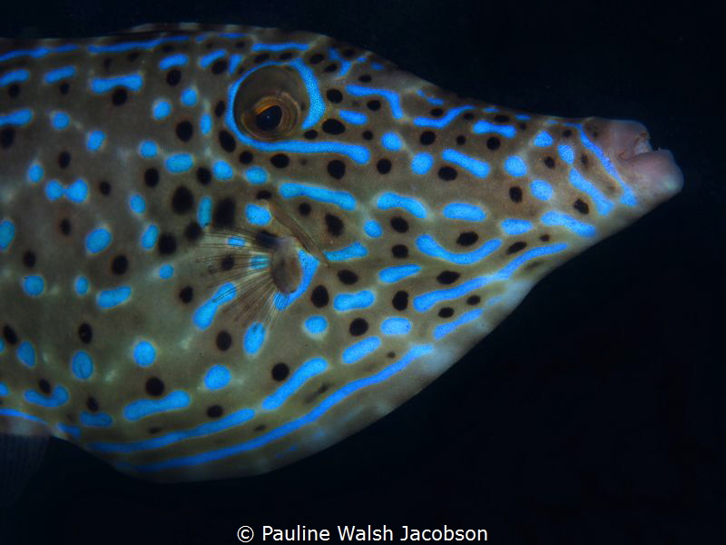 Scrawled Filefish, Aluterus scriptus, Blue Heron Bridge, ... by Pauline Walsh Jacobson 