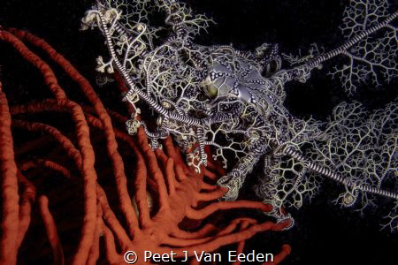 Ocean Basket

Basket star on a palmate sea fan by Peet J Van Eeden 