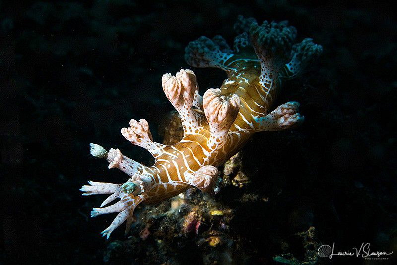 Marionia sp. 6/Photographed with a Canon 60 mm macro lens... by Laurie Slawson 