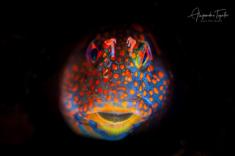 Blenny on Black, Plataforma Tiburon México by Alejandro Topete 