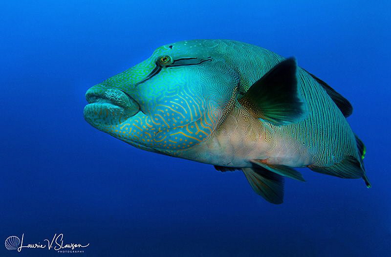 Napoleon Wrasse/Photographed with a Tokina 10-17 mm fishe... by Laurie Slawson 