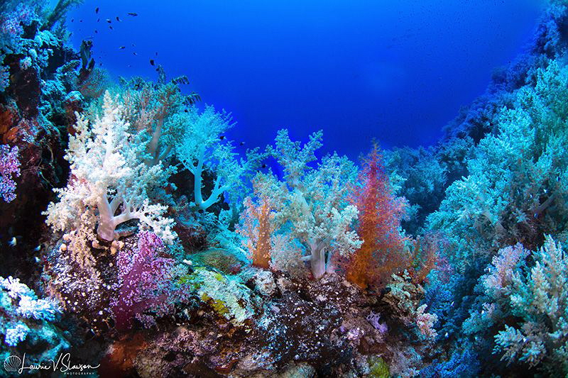 Coral Forest/Photographed with a Tokina 10-17 mm fisheye ... by Laurie Slawson 