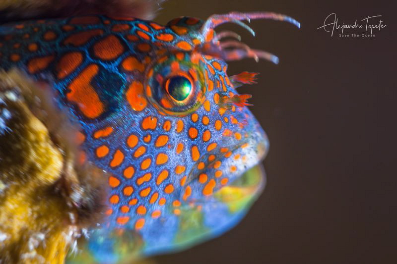 Blenny face, Plataforma Tiburon México by Alejandro Topete 