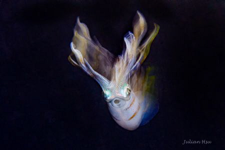 Bigfin reef squid by Julian Hsu 