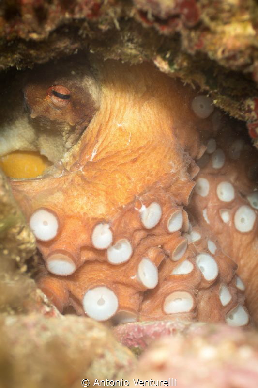 Octopus hidden in a rock, photographed with lens 60 mm by Antonio Venturelli 
