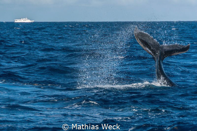 Humpback Whale at the Silverbanks by Mathias Weck 