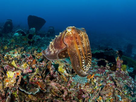 Doyen

Reef Cuttlefish - Sepia latimanus

Bali, Indon... by Stefan Follows 