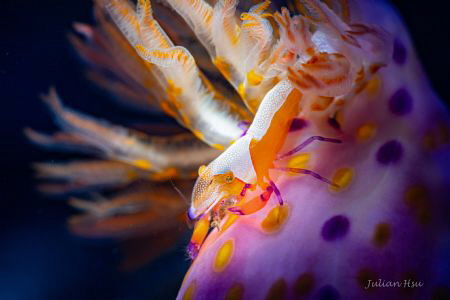 Periclimenes imperator
Nikon D500, Nikkor 60mm, Nauticam... by Julian Hsu 