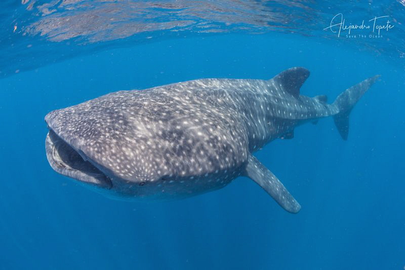 Whale Shark Feeding, Isla Contoy México by Alejandro Topete 