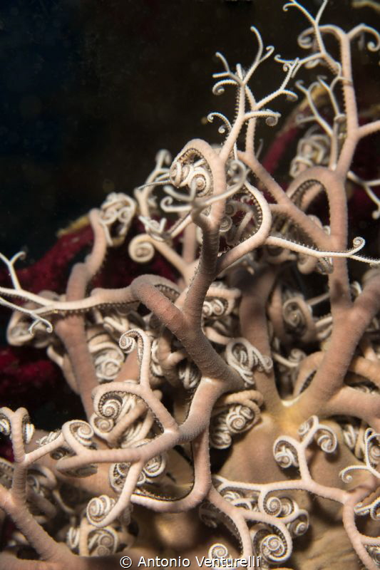 diving basket star photo.
(60mm,1/125,f/8,iso100) by Antonio Venturelli 