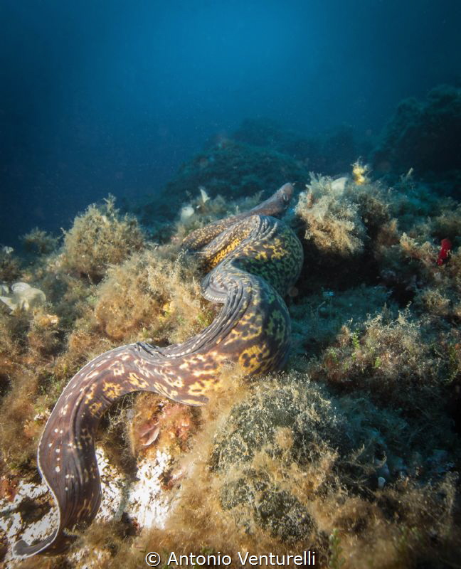 a moray that moves out of the den in the deep water near ... by Antonio Venturelli 