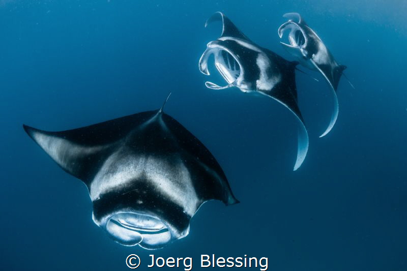 Posted this before as BW. Better in colour? by Joerg Blessing 