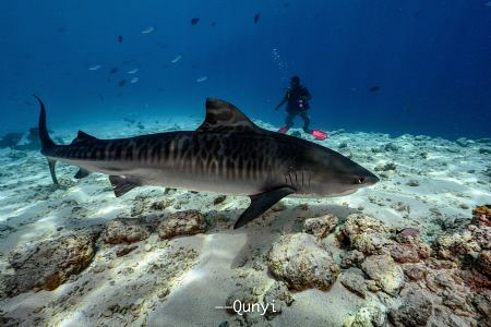 Tiger shark is an awesome creature. You can easily tell t... by Qunyi Zhang 