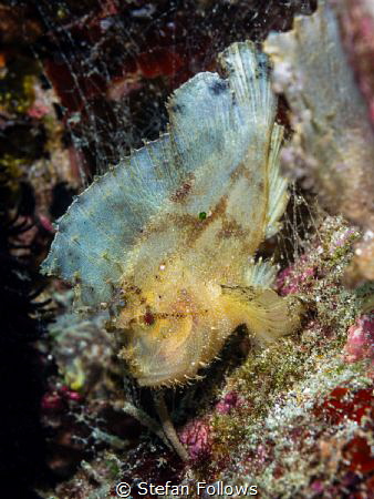 Governor

Leaf Scorpionfish - Taenianotus triacanthus
... by Stefan Follows 