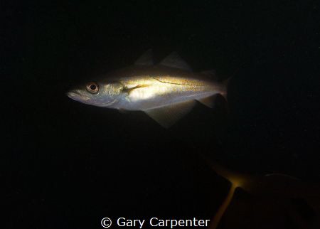 Pollack (Pollachius pollachius) - Picture taken in Kenmar... by Gary Carpenter 