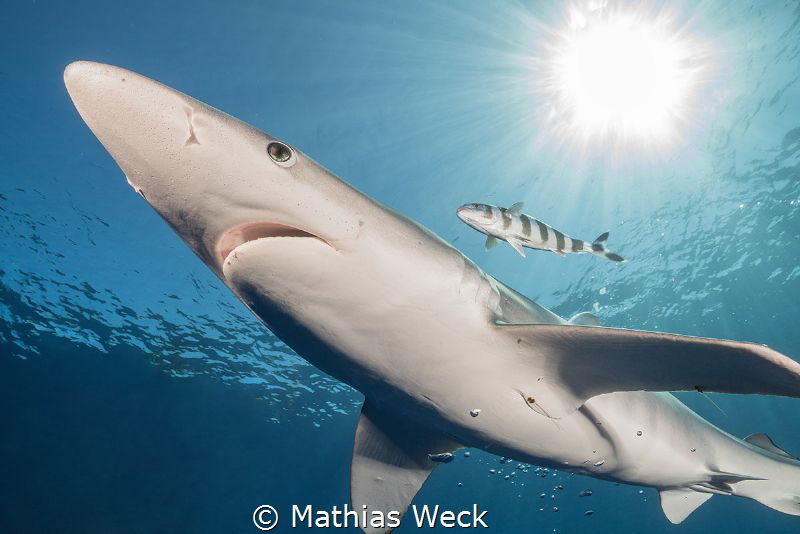 Blueshark at the Azores by Mathias Weck 