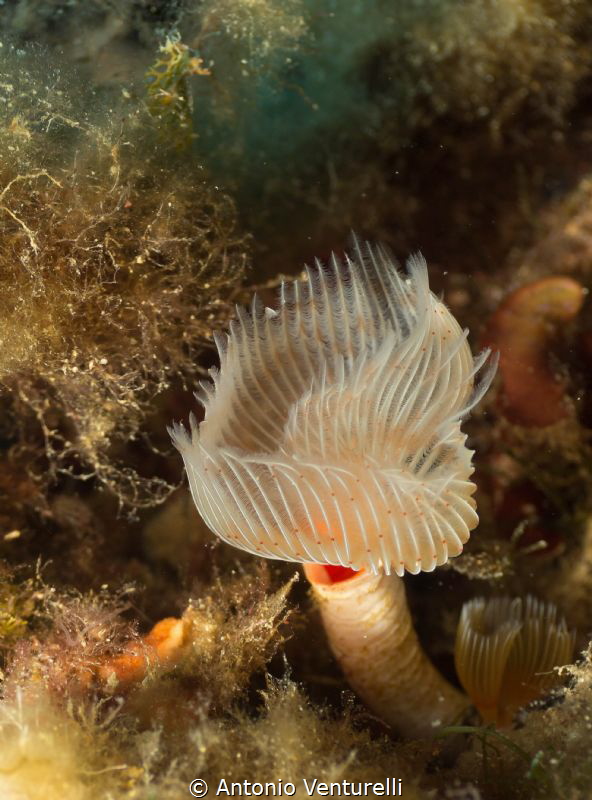 protula tubularia photographed with lens 60 mm by Antonio Venturelli 